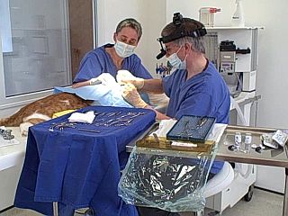 Dr David Williams and Billa Schleicher in the operating theatre at All Pets Vet Care Milford Haven
