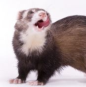 All Pets Vet Care  - treating ferrets and all other pets