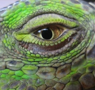 We treat reptiles like this iguana