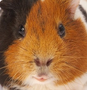 Do you need advise on how to keep a guinea pig? Just come in and ask us!