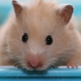 A hamster is a welcome patient at All Pets Vet Care veterinary surgery